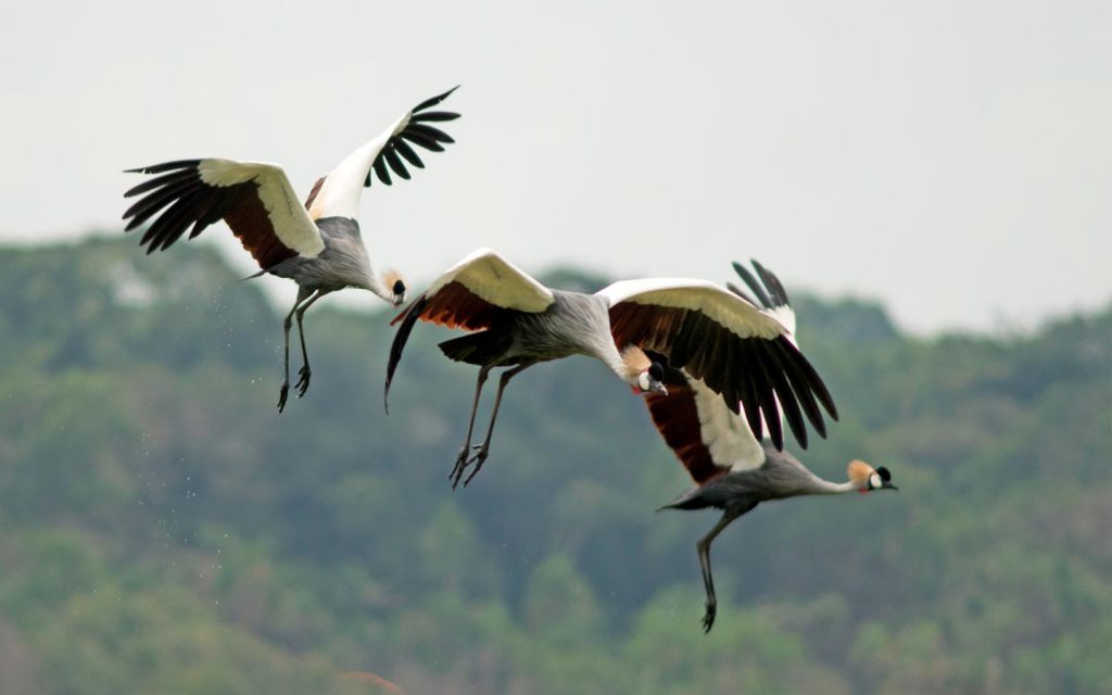 Birding Safari